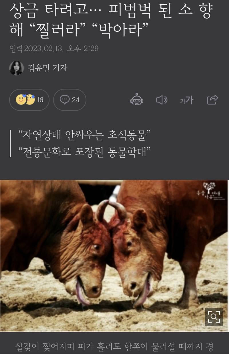 소 싸움 아직도 하구나.. | 인스티즈