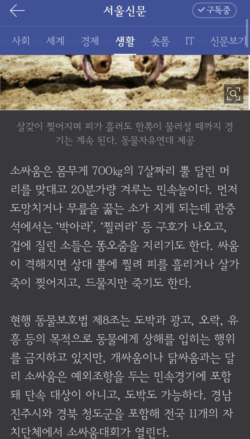 소 싸움 아직도 하구나.. | 인스티즈