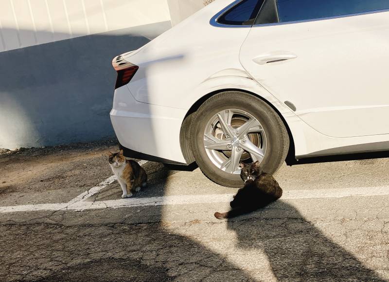 차딜러 고영희들 보구가 | 인스티즈
