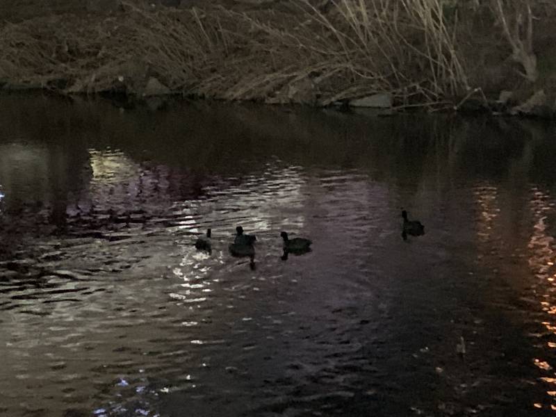 산책하는데 오리 발견했어 | 인스티즈
