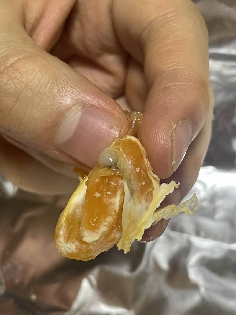 혐오주의 귤에 이거 뭐야...? | 인스티즈