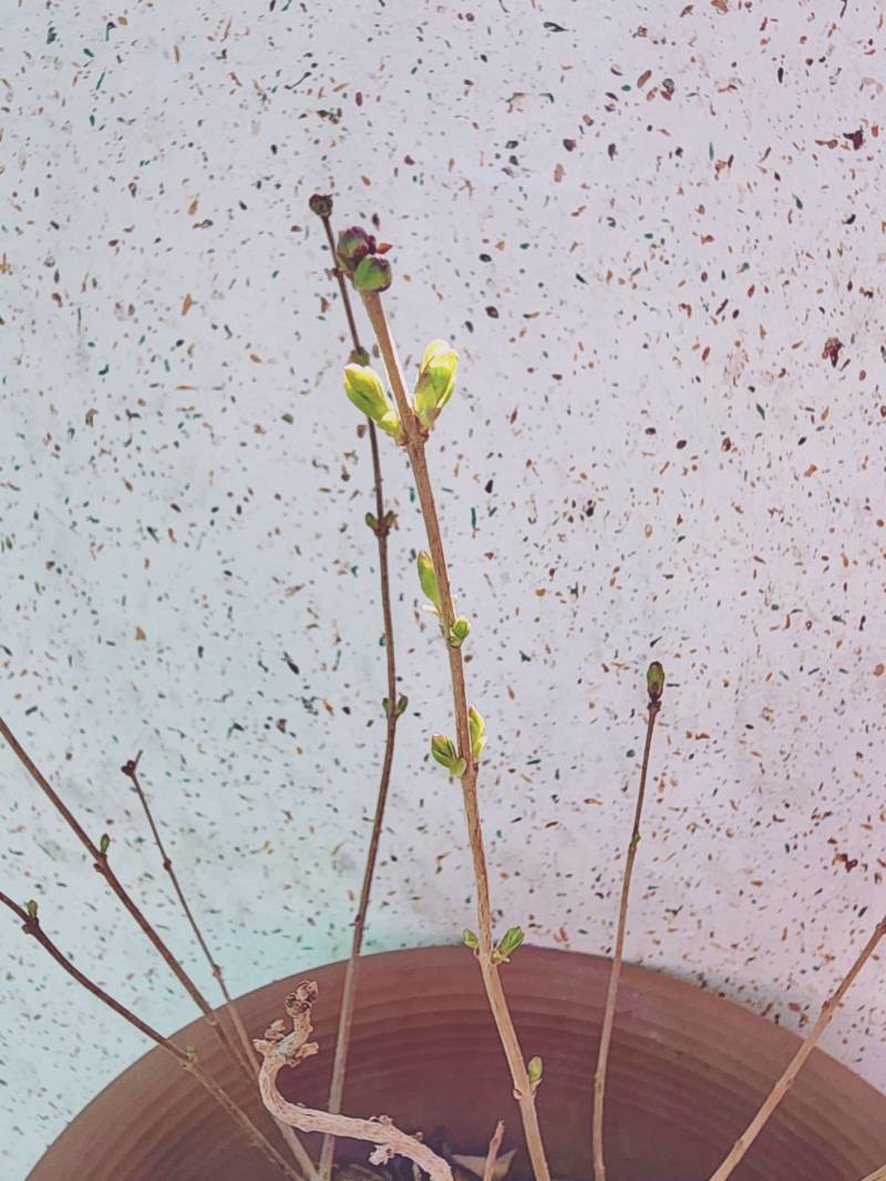 바짝 마른가지에서 새싹이 돋는걸 보니 봄이 왔나봐 | 인스티즈