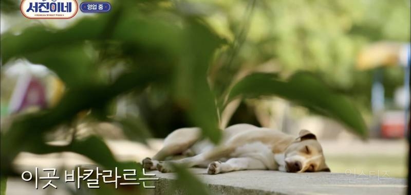 유기견이 식당에 들어와도 신경 안 쓰는 문화를 보고 배워야 하는 이유 | 인스티즈