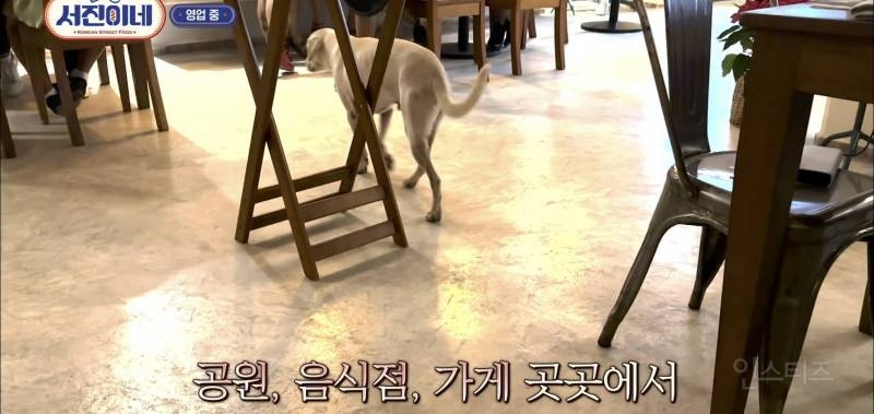유기견이 식당에 들어와도 신경 안 쓰는 문화를 보고 배워야 하는 이유 | 인스티즈
