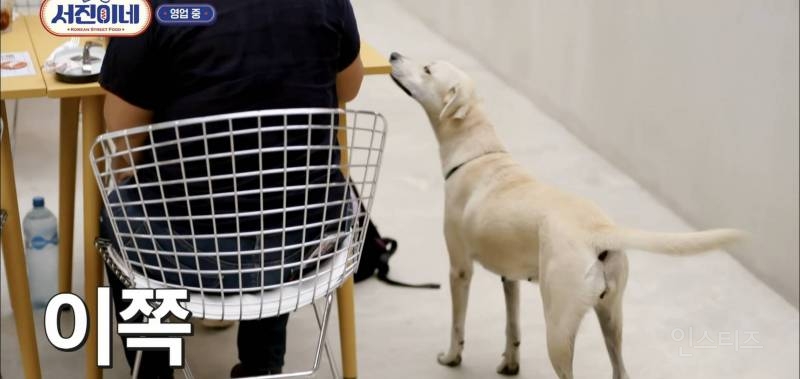 유기견이 식당에 들어와도 신경 안 쓰는 문화를 보고 배워야 하는 이유 | 인스티즈