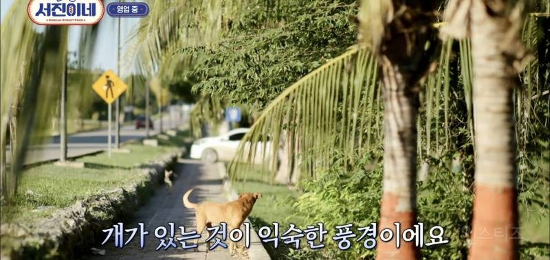 유기견이 식당에 들어와도 신경 안 쓰는 문화를 보고 배워야 하는 이유 | 인스티즈