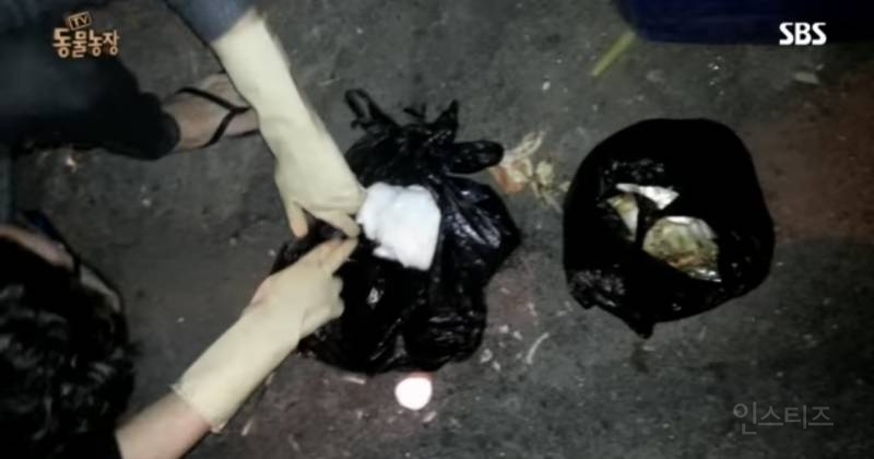 유기견이 식당에 들어와도 신경 안 쓰는 문화를 보고 배워야 하는 이유 | 인스티즈