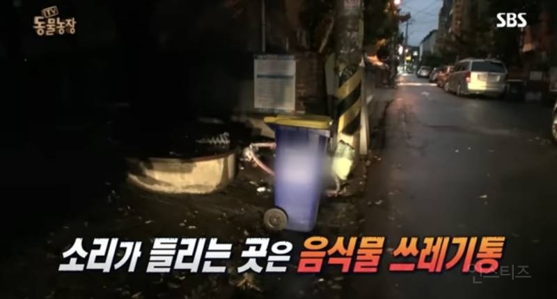 유기견이 식당에 들어와도 신경 안 쓰는 문화를 보고 배워야 하는 이유 | 인스티즈