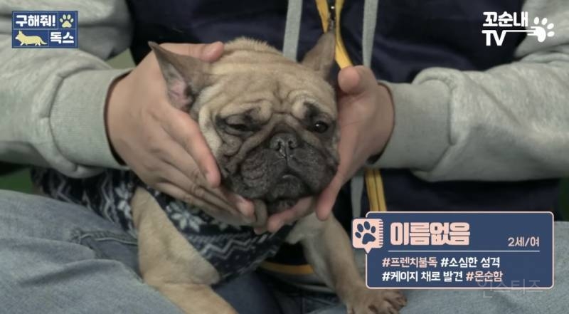 케이지 통째로 버려진 불독 유기견 | 인스티즈