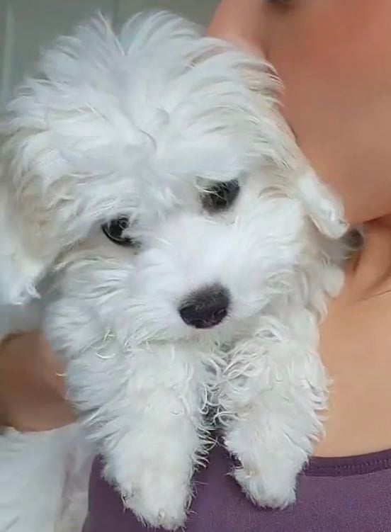 [잡담] 아니 자기들 닮은 강아지 키우는거 겁나 웃기네 (주어 보플 | 인스티즈