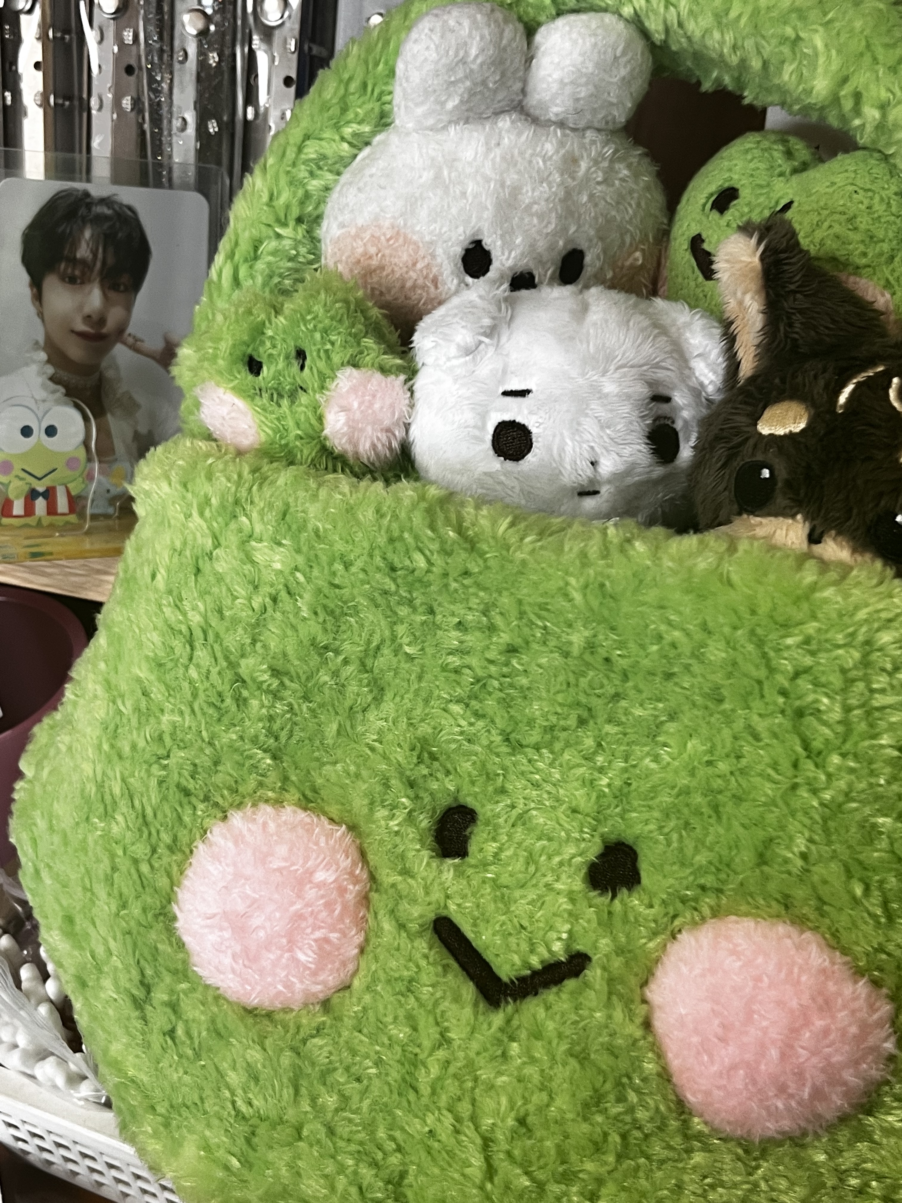 [잡담] 내 개구리들 봐볼래 | 인스티즈