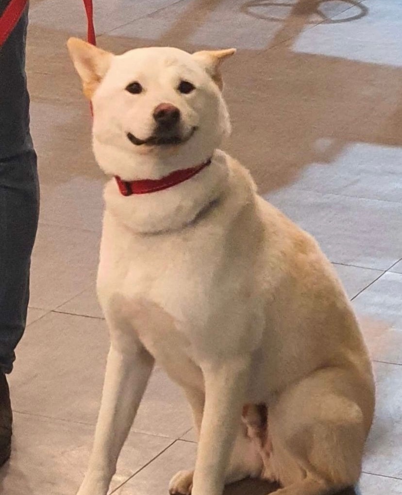 [잡담] 아니 자기들 닮은 강아지 키우는거 겁나 웃기네 (주어 보플 | 인스티즈