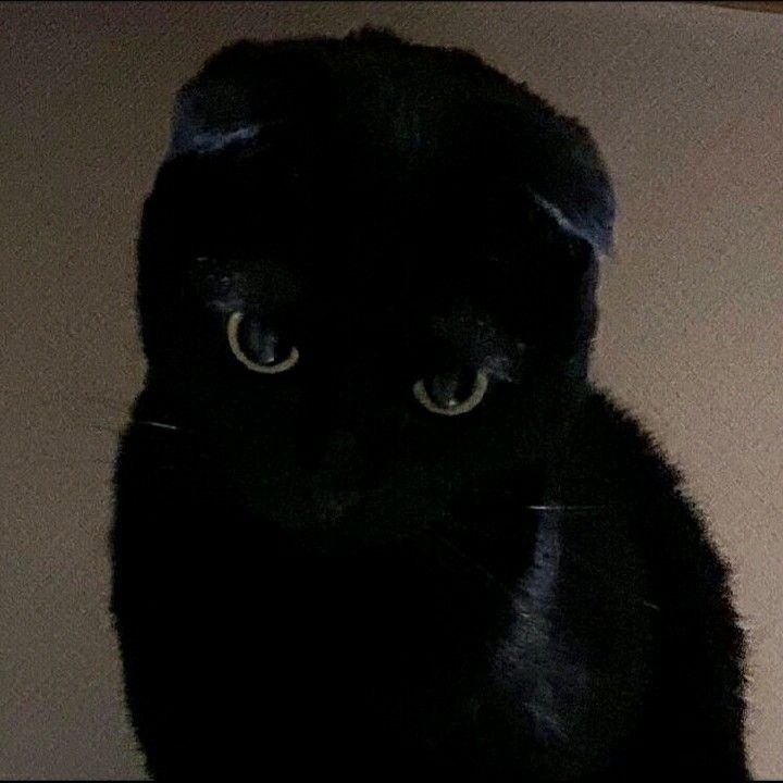 [잡담] 누가 뭐래도....나에게 한유진은 고양이야 | 인스티즈