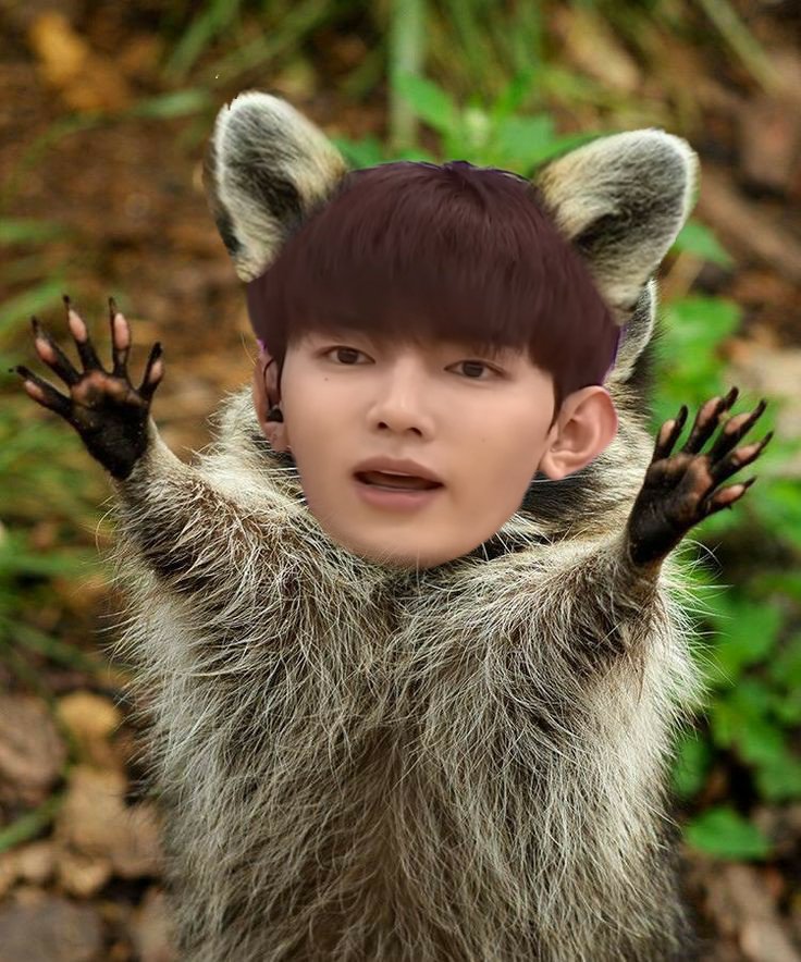 [잡담] 장하오가 왜 너구리냐면 | 인스티즈