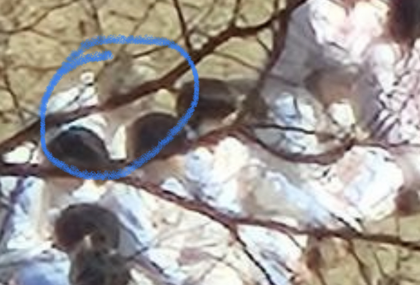 [잡담] 이거 리키아님? (ㅅㅍㅈㅇ | 인스티즈