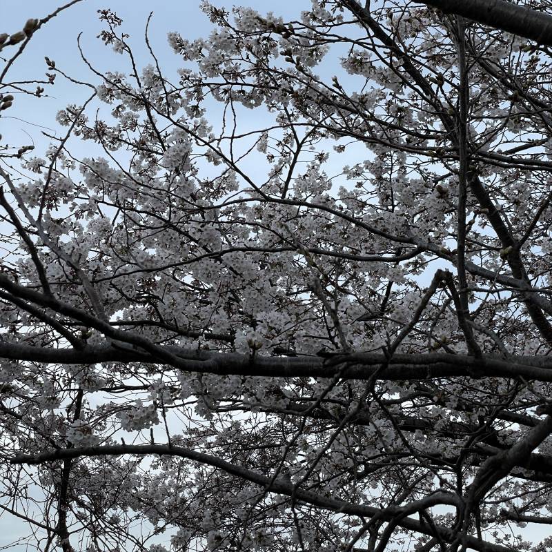 부산 벚꽃 근황 | 인스티즈