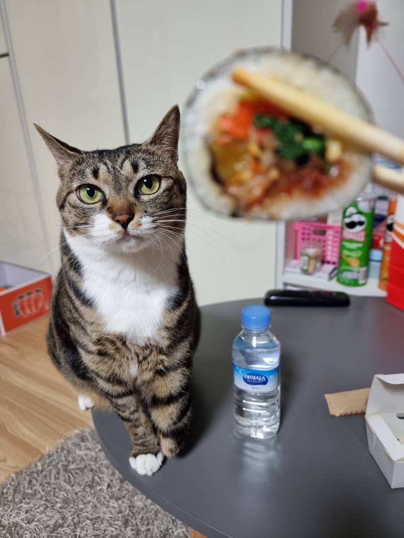 집사익들 들어와바 | 인스티즈