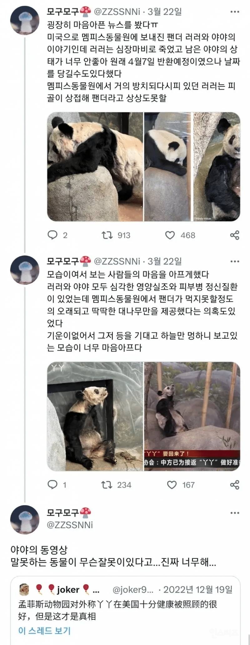 미국 동물원에서 학대받던 판다 사망(잔인함주의) | 인스티즈