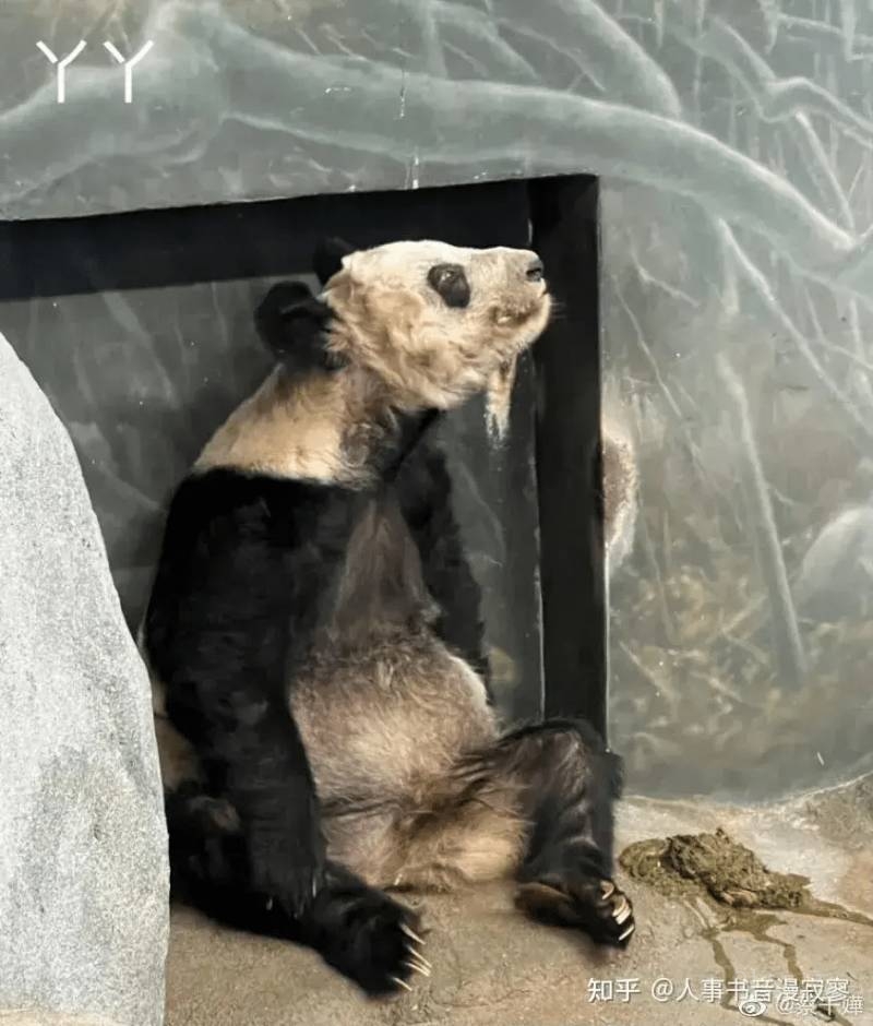 미국 동물원에서 학대받던 판다 사망(잔인함주의) | 인스티즈