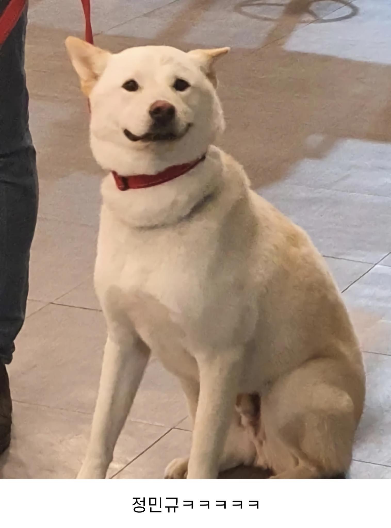 [잡담] 아 정민규 강아지 정민규 닮아서 겁니웃기네 | 인스티즈