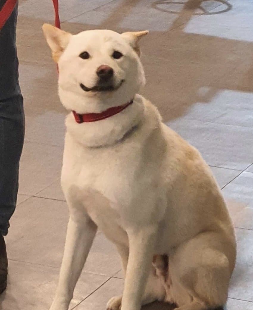 [잡담] 보플 강아지들 다 왠지 주인이랑 닮은거같음 ㅋㅋㅋ | 인스티즈