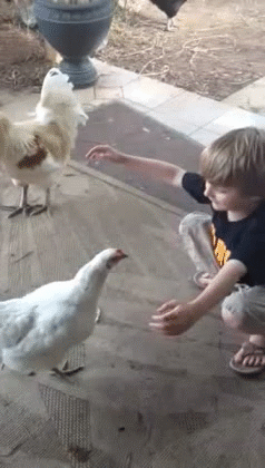 [잡담] 깨끗한 닭이 다가오면 안아줄 수 있어? | 인스티즈