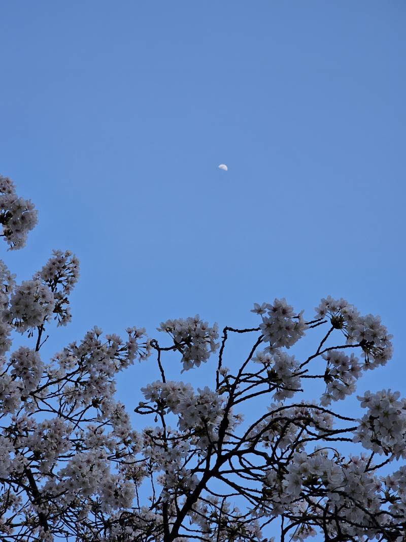 달이랑 벚꽃 🌸🌛 | 인스티즈