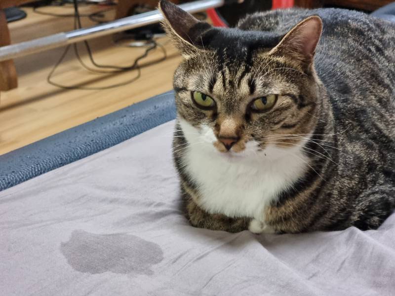 [잡담] 고양이 침흘리고 자는거 너무 귀욥지않니 하.. | 인스티즈