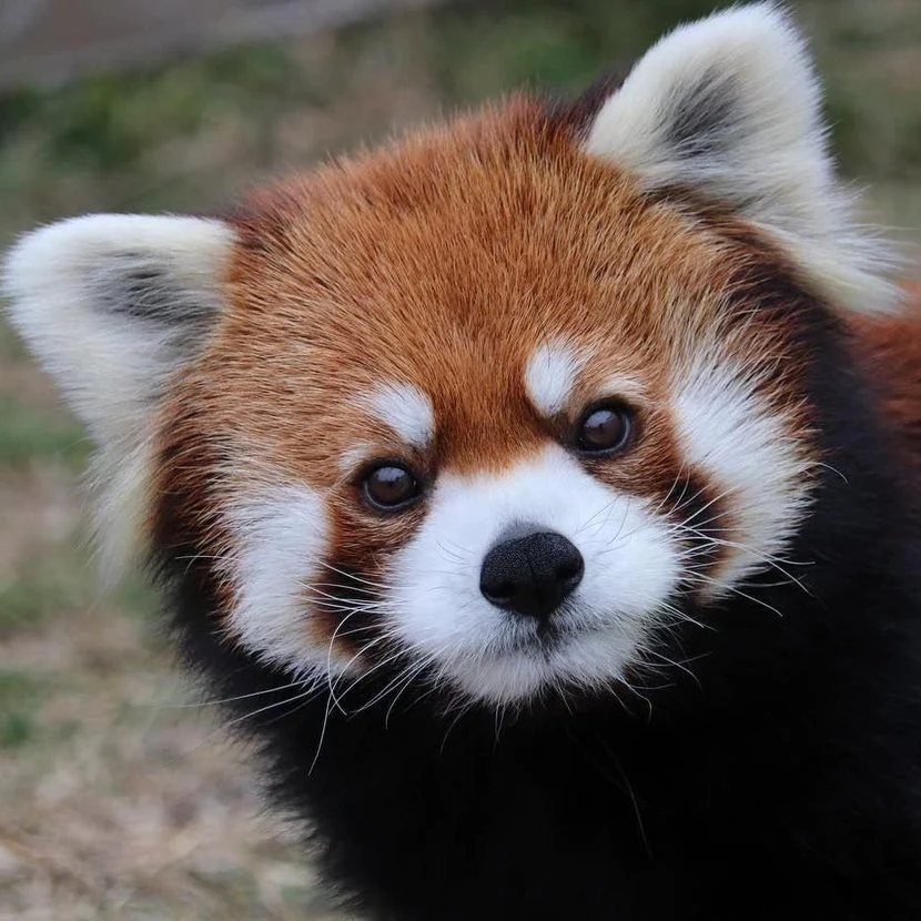 [잡담] 장케 너구리 같은데 장하오는 라쿤 케이타는 레서판다 같아 | 인스티즈