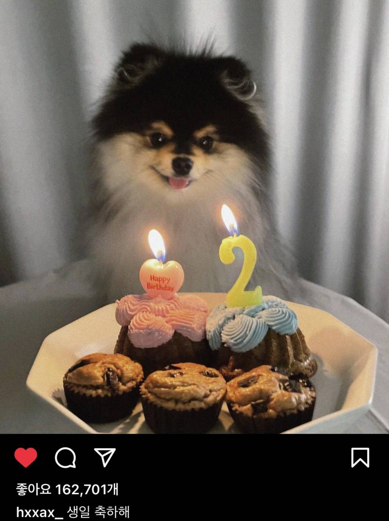 몰리 생일 축하하는거 넘 설레...(혜안님 갱쥐) - 인스티즈(instiz) 일상 카테고리