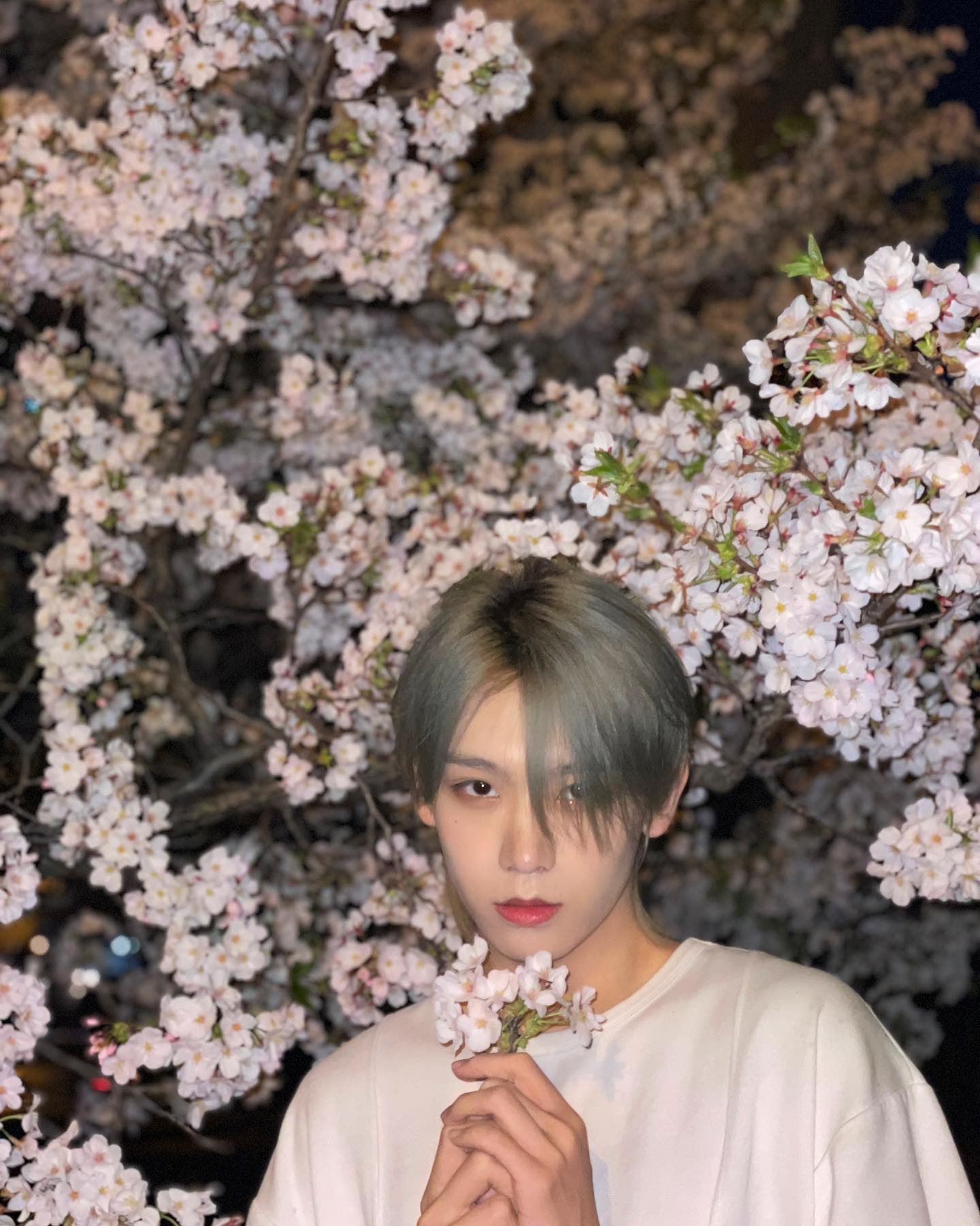[잡담] 장슈아이보 레전드 벚꽃 사진 떴다... | 인스티즈