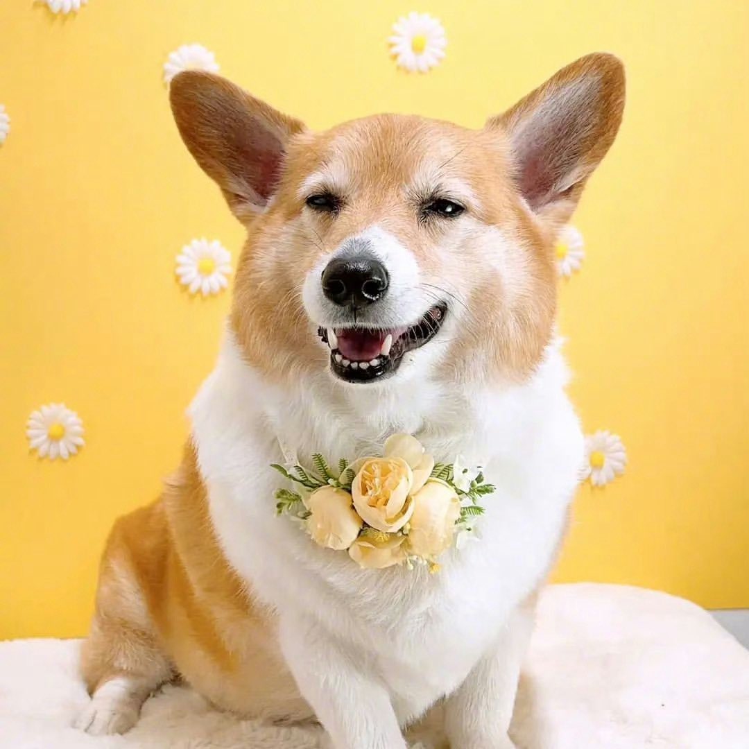 [잡담] 아니뭔데 몽룡이 백현이랑 진짜 똑닮음 | 인스티즈