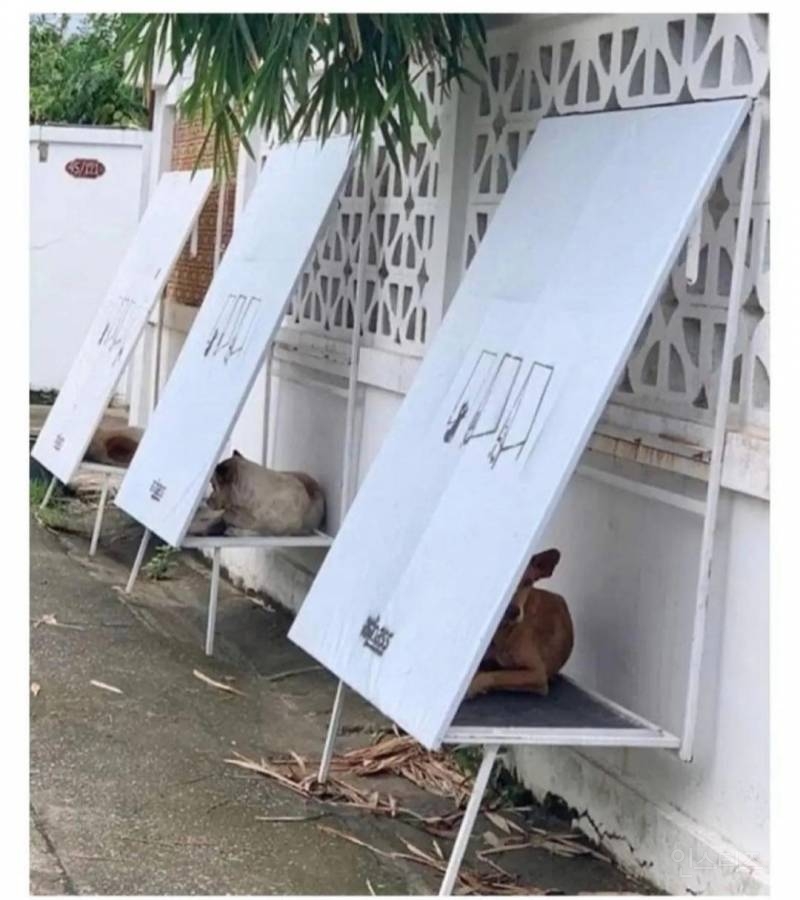 태국 떠돌이 개들을 위한 접이식 침대.jpg | 인스티즈