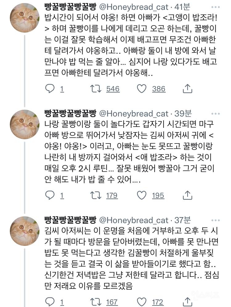 루틴을 잘못 학습한 고양이 | 인스티즈