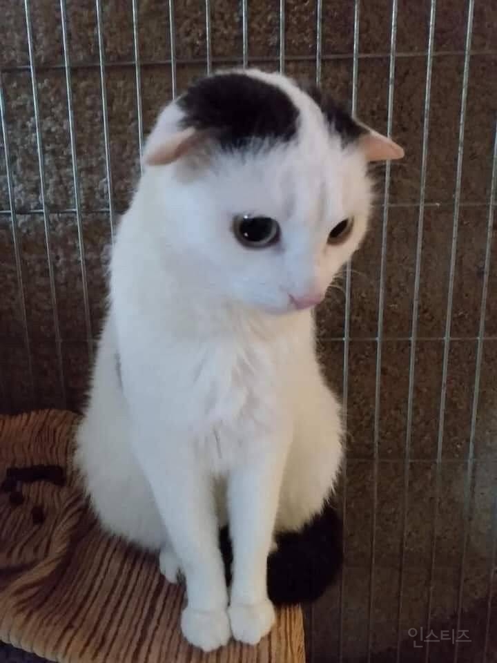귀가 특이하게 생긴 고양이 | 인스티즈