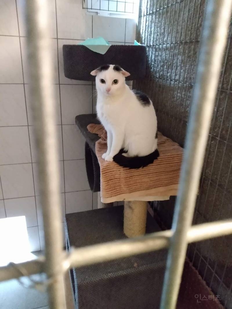 귀가 특이하게 생긴 고양이 | 인스티즈