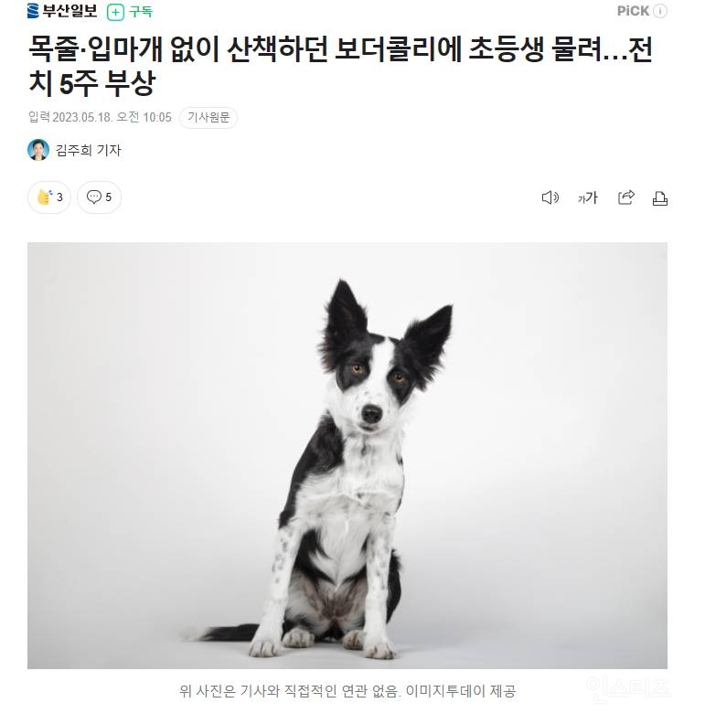 개한테 물려 전치 5주 부상 입은 초등생 | 인스티즈