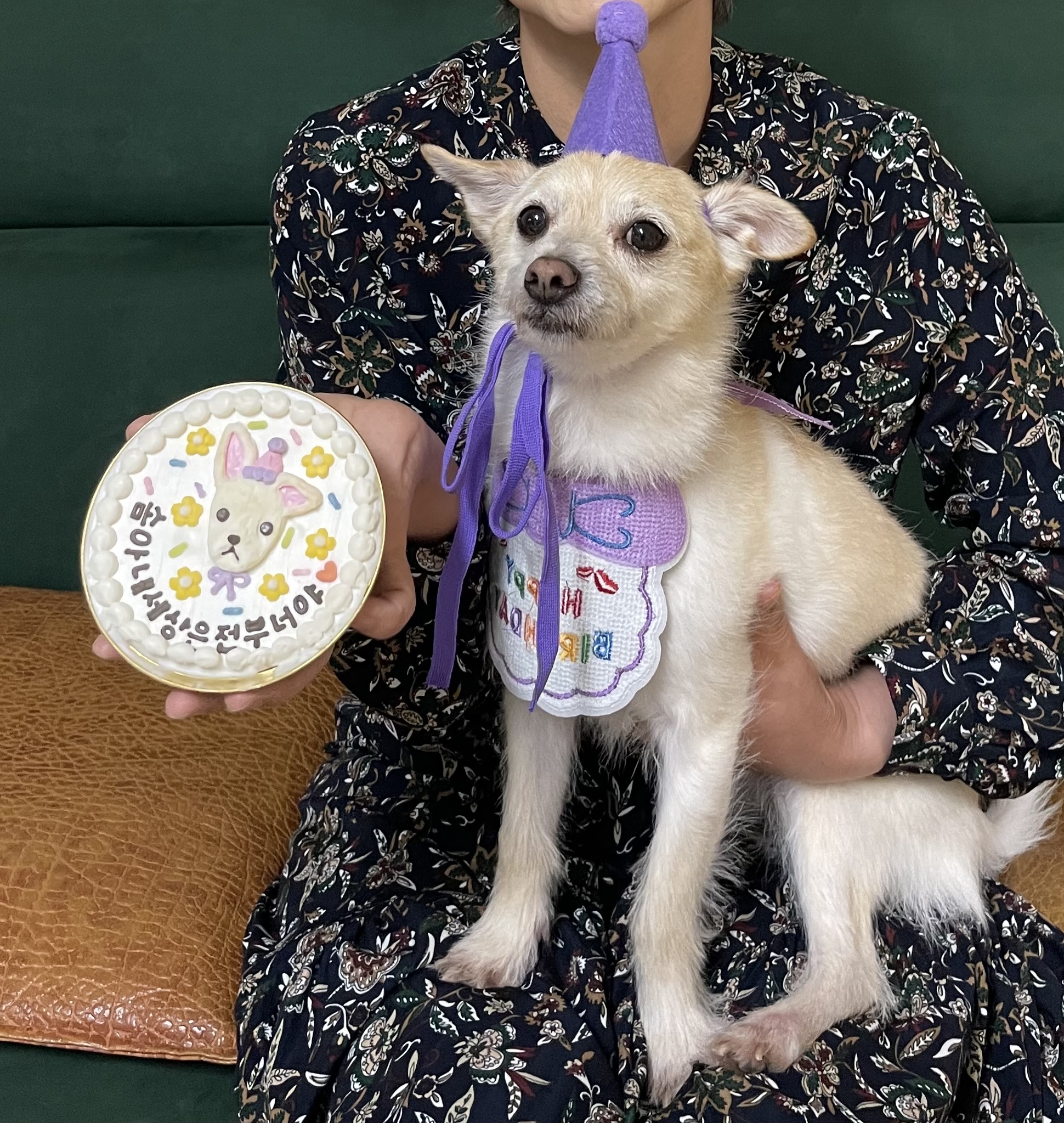 ㅎㅎ 오늘 우리 강아지들 생일파티 해줬어!!!! | 인스티즈