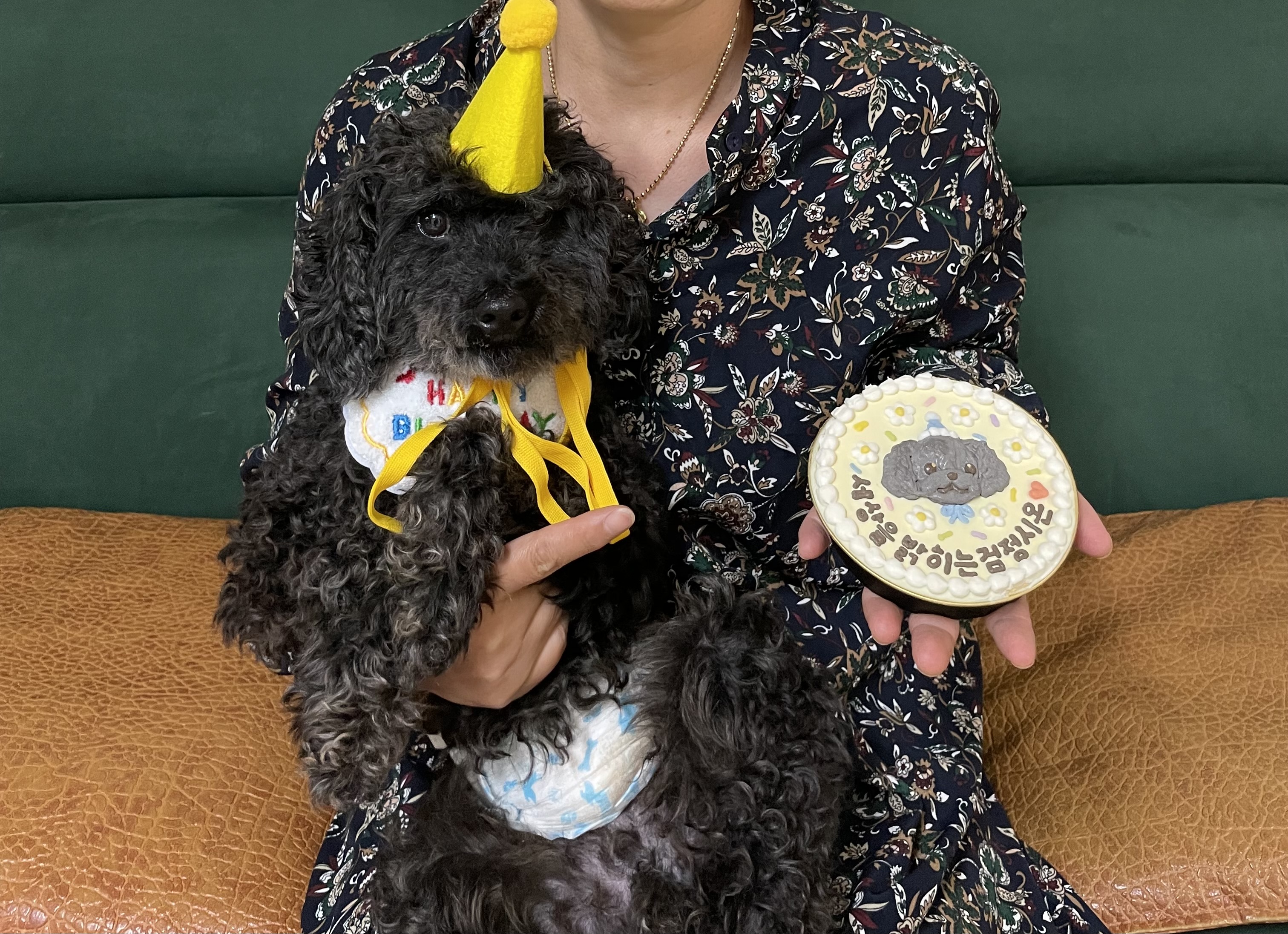 ㅎㅎ 오늘 우리 강아지들 생일파티 해줬어!!!! | 인스티즈