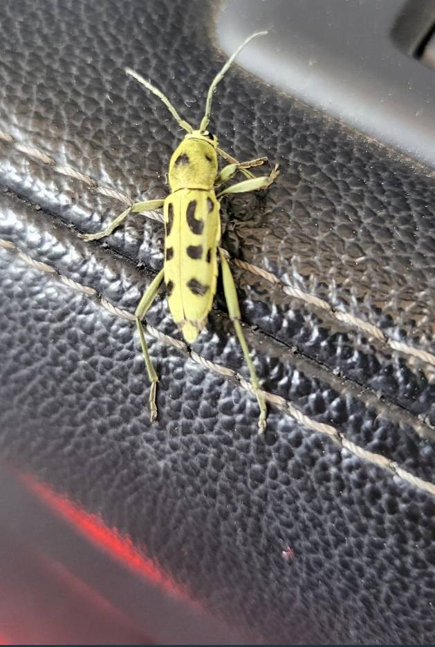 악 이거 무슨 벌레야? ㅎㅇㅈㅇ | 인스티즈