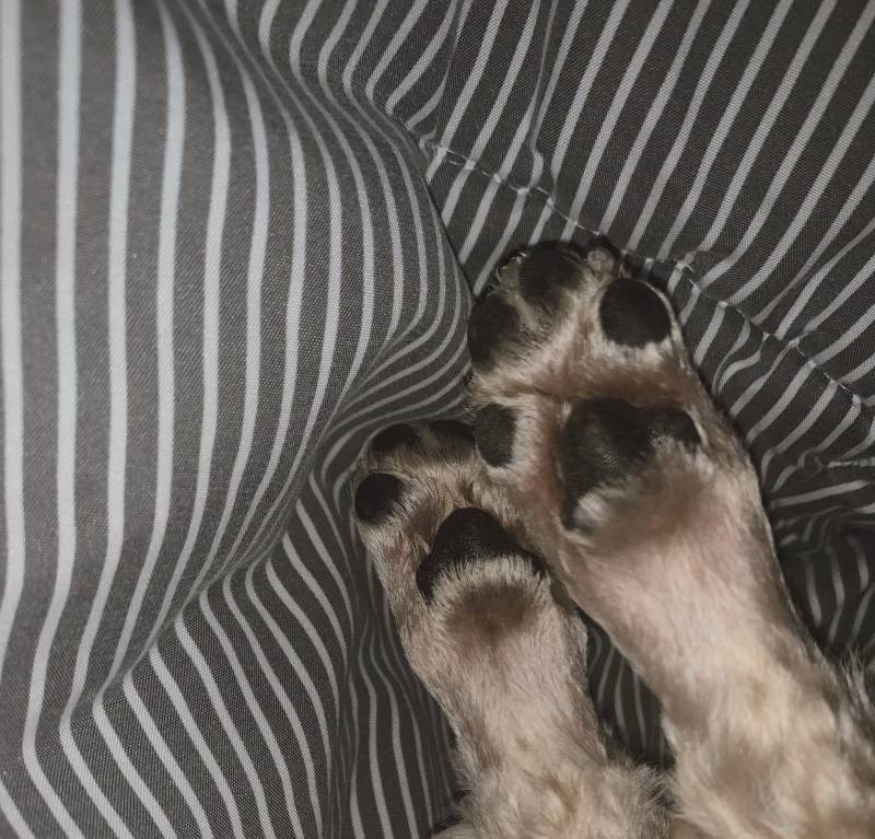 강아지는 발도 귀여워 | 인스티즈