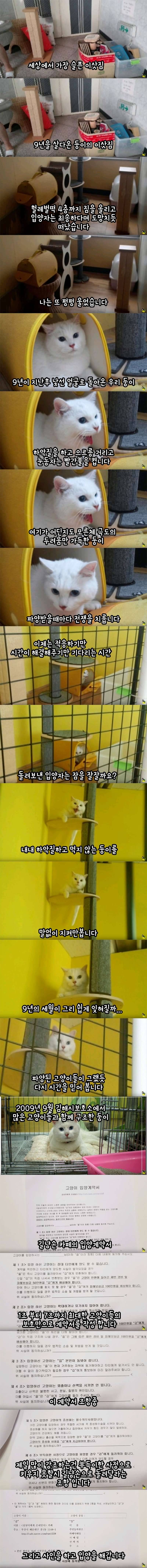 입양 9년만에 파양되어 돌아온 고양이 | 인스티즈