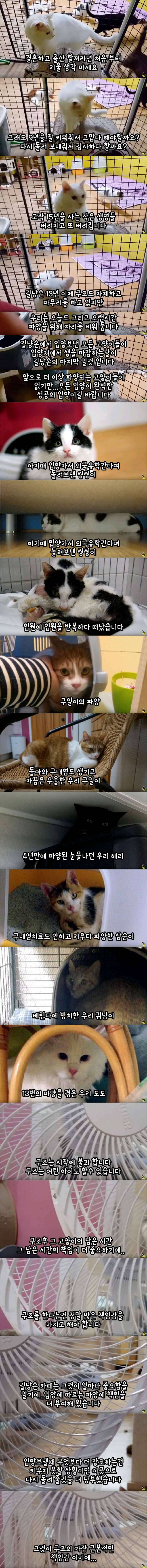 입양 9년만에 파양되어 돌아온 고양이 | 인스티즈