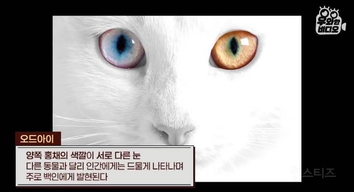 오드아이를 가진 한국인 (세상에 이런일이) | 인스티즈