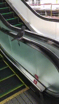 [잡담] 에스컬레이터 타려는데 비둘기가 이러고 있으면 지나갈 수 있어? | 인스티즈