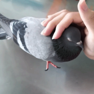 [잡담] 친구가 집에서 반려비둘기 키우면 친구집 갈 수 있어? | 인스티즈