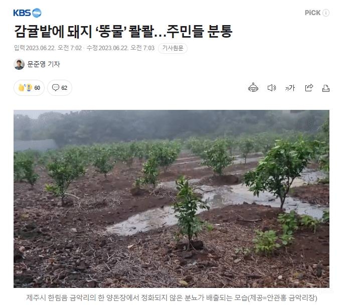 감귤밭에 돼지 '똥물' 50톤 배출…양돈장 측 "고의 아니야" | 인스티즈
