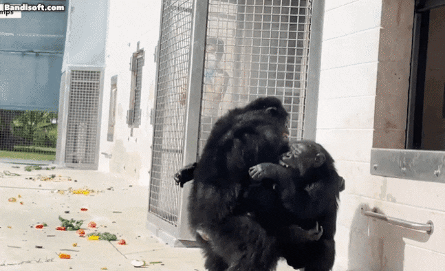 28년간 갇혀 살던 '실험실 침팬지', 처음 하늘 본 뒤 보인 반응 | 인스티즈