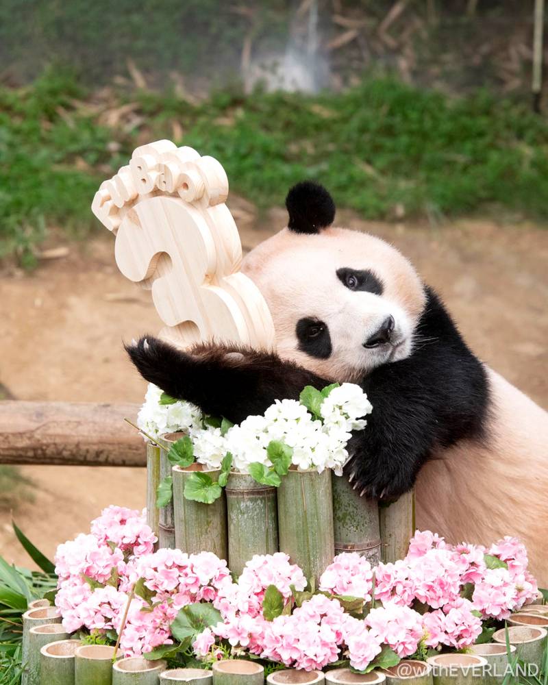 [잡담] 판다 조아 | 인스티즈