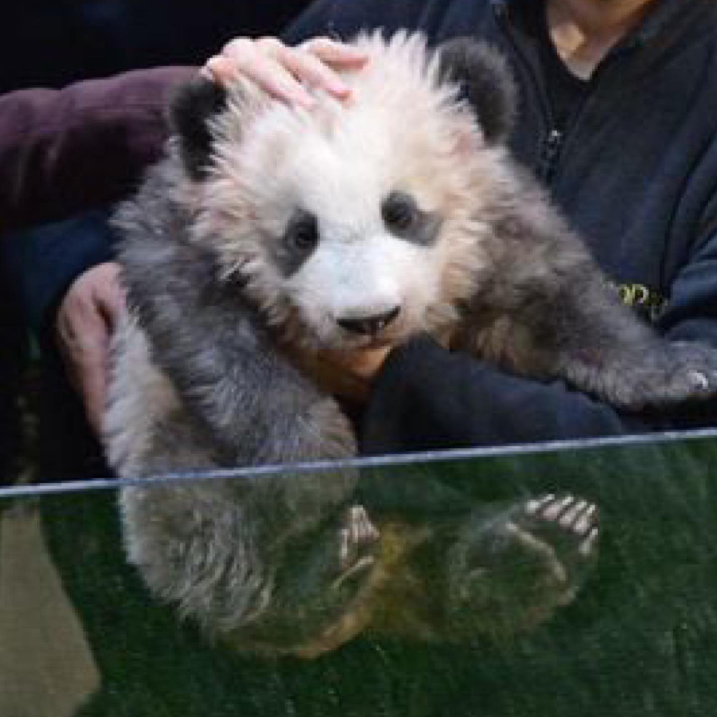 [잡담] 판다 조아 | 인스티즈